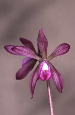 APII jpeg image of Nervilia plicata  © contact APII