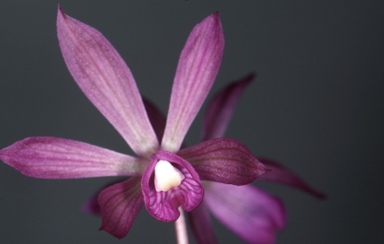 APII jpeg image of Nervilia plicata  © contact APII