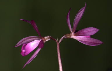 APII jpeg image of Nervilia dallachyana  © contact APII