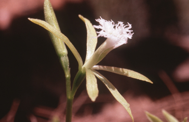 APII jpeg image of Nervilia peltata  © contact APII