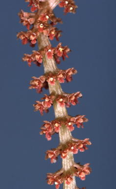 APII jpeg image of Oberonia rimachila  © contact APII