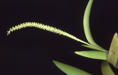 APII jpeg image of Oberonia complanata  © contact APII