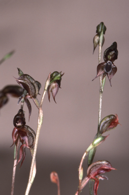 APII jpeg image of Oligochaetochilus nitens  © contact APII