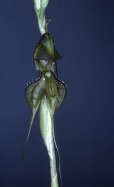 APII jpeg image of Pterostylis biseta  © contact APII