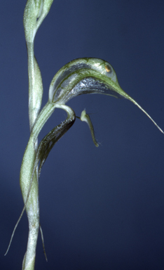 APII jpeg image of Pterostylis biseta  © contact APII