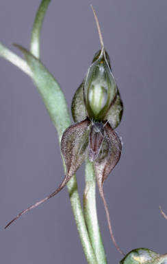 APII jpeg image of Oligochaetochilus cobarensis  © contact APII