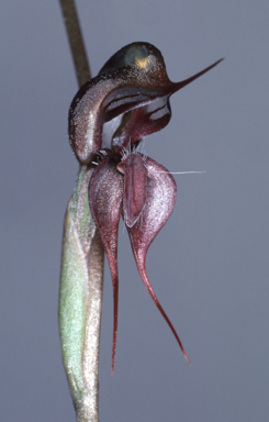 APII jpeg image of Oligochaetochilus linguus  © contact APII