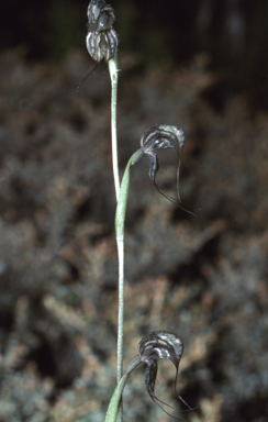 APII jpeg image of Pterostylis eremaea  © contact APII