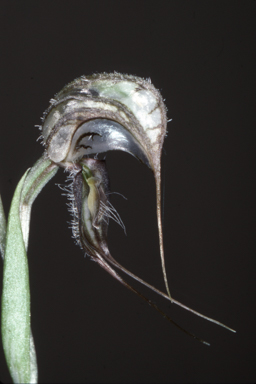 APII jpeg image of Pterostylis eremaea  © contact APII