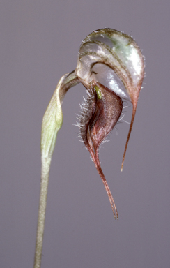 APII jpeg image of Pterostylis spathulata  © contact APII