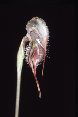 APII jpeg image of Pterostylis spathulata  © contact APII