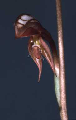 APII jpeg image of Pterostylis praetermissa  © contact APII