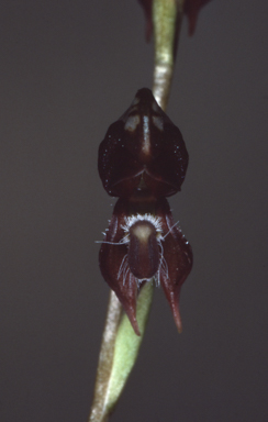 APII jpeg image of Oligochaetochilus rufus  © contact APII