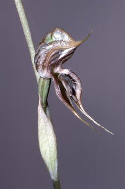 APII jpeg image of Oligochaetochilus roensis  © contact APII