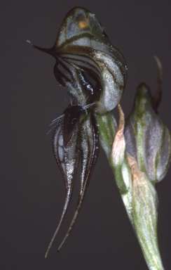 APII jpeg image of Pterostylis roensis  © contact APII