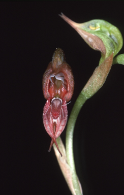 APII jpeg image of Oligochaetochilus acrus  © contact APII