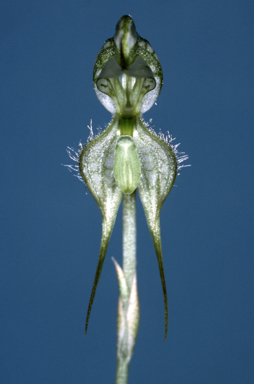 APII jpeg image of Pterostylis psammophila  © contact APII