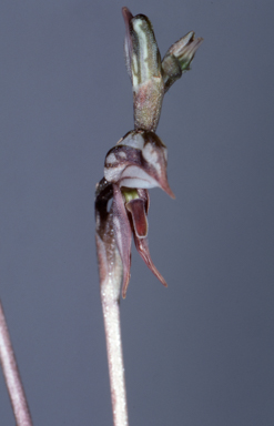 APII jpeg image of Oligochaetochilus percultus  © contact APII