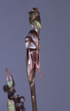 APII jpeg image of Oligochaetochilus percultus  © contact APII