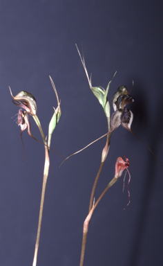 APII jpeg image of Oligochaetochilus mystacinus  © contact APII