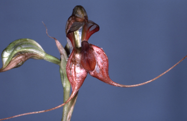 APII jpeg image of Oligochaetochilus mystacinus  © contact APII