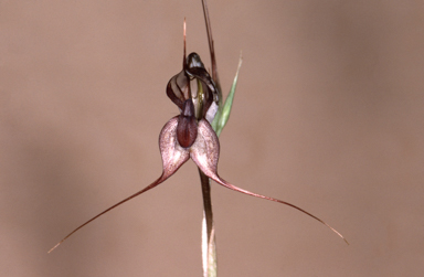 APII jpeg image of Oligochaetochilus mystacinus  © contact APII