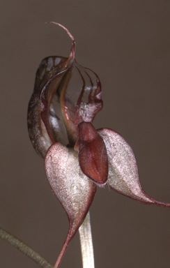 APII jpeg image of Oligochaetochilus mystacinus  © contact APII