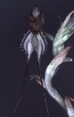 APII jpeg image of Oligochaetochilus despectans  © contact APII