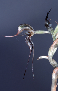 APII jpeg image of Oligochaetochilus despectans  © contact APII