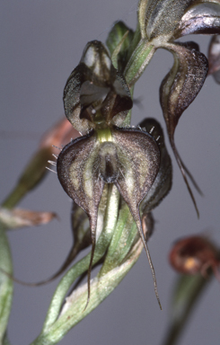 APII jpeg image of Oligochaetochilus arenicola  © contact APII