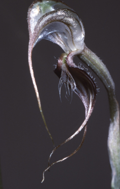 APII jpeg image of Oligochaetochilus spathulatus  © contact APII