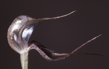 APII jpeg image of Oligochaetochilus trypherus  © contact APII