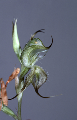 APII jpeg image of Oligochaetochilus mitchellii  © contact APII