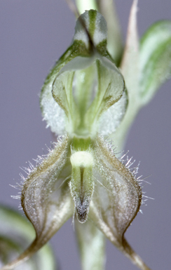 APII jpeg image of Oligochaetochilus mitchellii  © contact APII