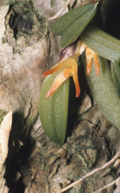 APII jpeg image of Oxysepala gadgarrensis  © contact APII