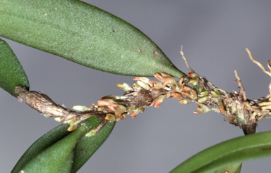 APII jpeg image of Bulbophyllum intermedium  © contact APII