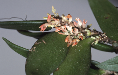 APII jpeg image of Bulbophyllum intermedium  © contact APII