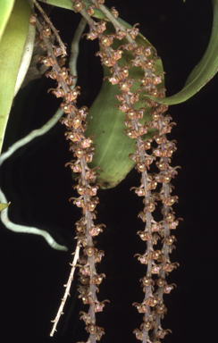 APII jpeg image of Peristeranthus hillii  © contact APII