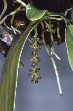 APII jpeg image of Peristeranthus hillii  © contact APII