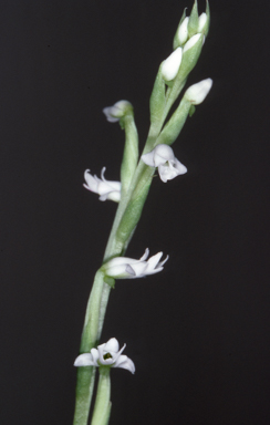 APII jpeg image of Peristylus candidus  © contact APII