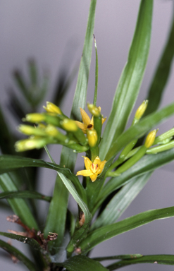 APII jpeg image of Apostasia stylidioides  © contact APII