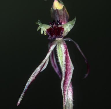 APII jpeg image of Caladenia amoena  © contact APII