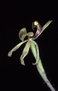 APII jpeg image of Caladenia bryceana  © contact APII