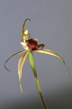 APII jpeg image of Caladenia clavigera  © contact APII