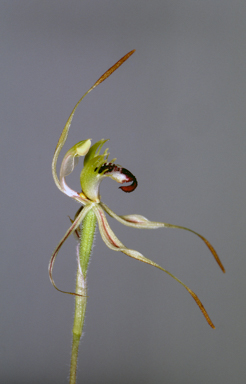 APII jpeg image of Caladenia phaeoclavia  © contact APII