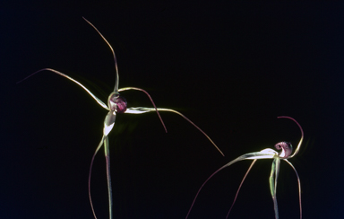 APII jpeg image of Caladenia venusta  © contact APII
