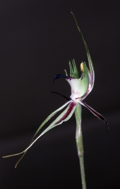 APII jpeg image of Caladenia verrucosa  © contact APII