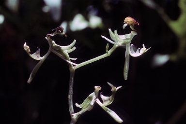 APII jpeg image of Arthrochilus latipes  © contact APII