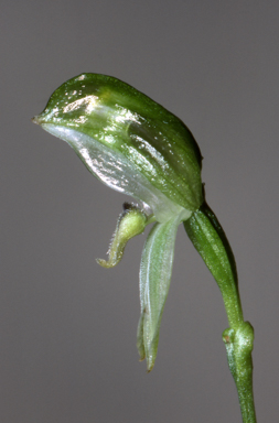 APII jpeg image of Pterostylis longifolia  © contact APII