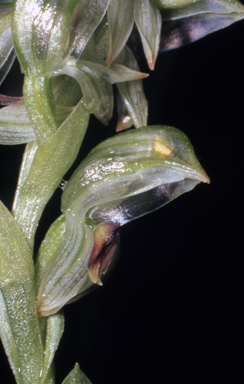 APII jpeg image of Pterostylis williamsonii  © contact APII